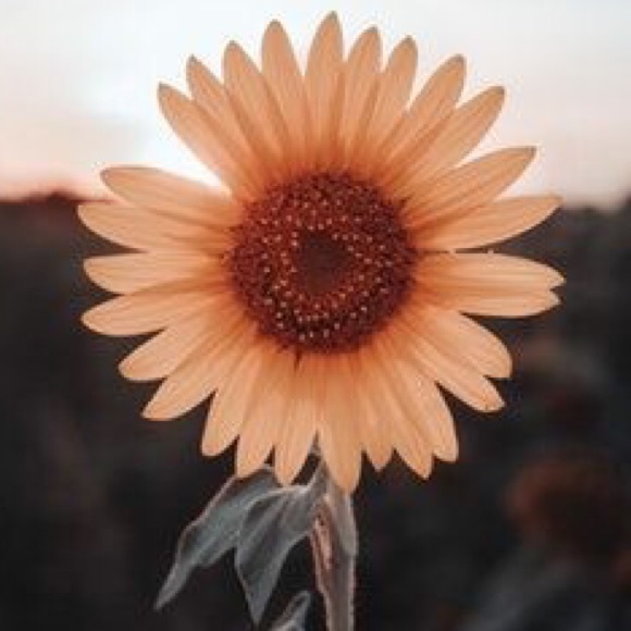 thesunflower580